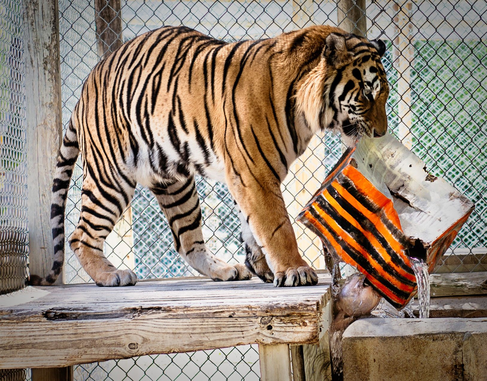Optimus the tiger